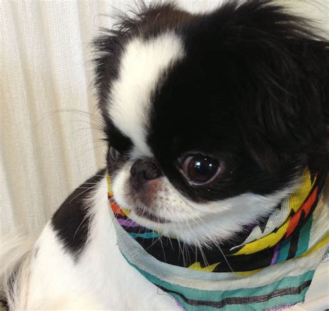 Pin By Moon Momma🌙🔮🕯 On Japanese Chin Japanese Chin Cute Animals
