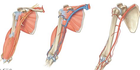 Nerves Veins Arteries Arm Diagram Quizlet