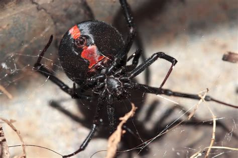 7 Most Terrifying African Spiders Youve Probably Never Seen