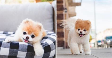 Outpouring Of Grief After Boo The Worlds Cutest Dog Dies