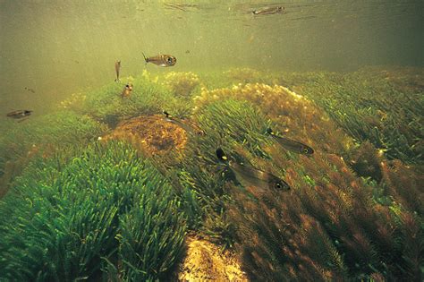 Amazon Underwater Photographs