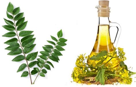 Curry leaves can also be used by everyone. How to Use Mustard Oil for Hair loss, Grey hair and Regrowth