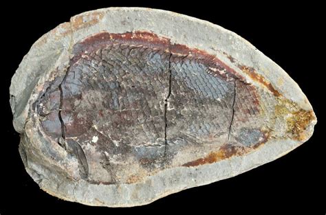 4 Triassic Fossil Fish In Nodule Posneg Madagascar 53660 For