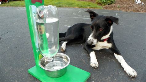 Make An Automatic Water Dispenser For Pets Out Of A Two Liter Bottle