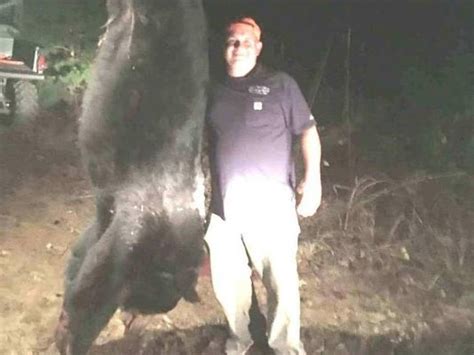 Giant Bear Killed In Northern Greenville County