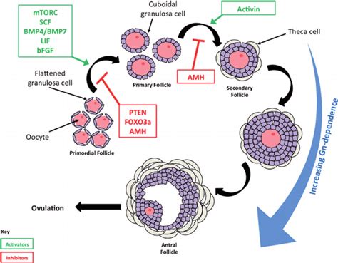 Follicle Development Stages Histology