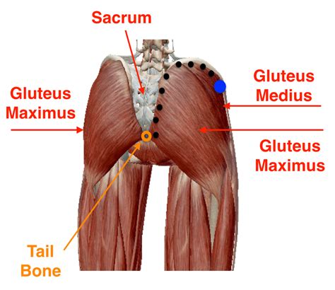 Beyond Foam Rolling Foundations Of Deep Tissue Self Bodywork For The