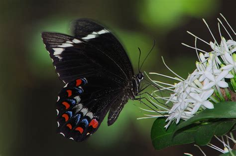 More than 220 butterfly species found in montana. Orchard Swallowtail (Papilio aegeus) male