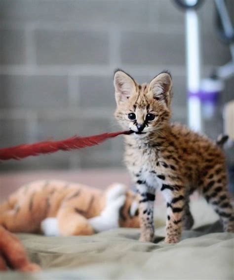 It is a cross between a serval and a domestic cat. Baby Serval Cat (With images) | Serval cats, Serval kitten ...