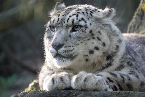 Snow Leopardsony Rx10m4 At Marwell Zoo I Will Upload A V Flickr