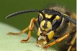 Is A Wasp An Insect Photos