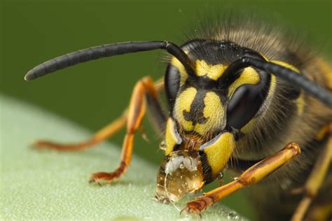Pictures Of A Wasp For Your Website On Animal Picture Society