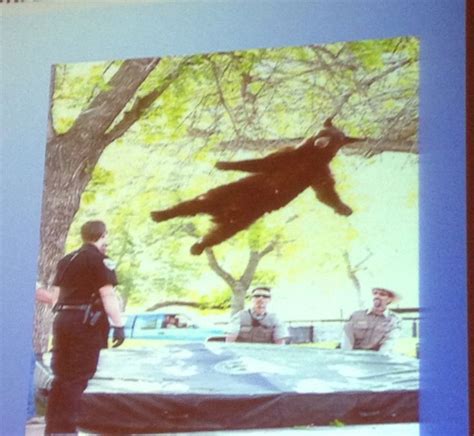 Tranquilized Black Bear Falling Unconscious From A Tree Onto A