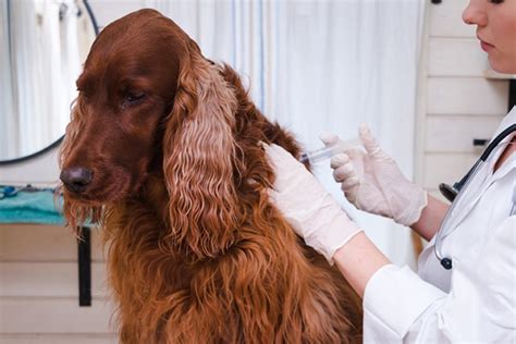 One of the most notable rabies symptoms in dogs is photophobia or sensitivity to it is important to detect rabies symptoms in dogs early on. Dog Rabies Symptoms in Clifton Park, NY: How to Spot Them ...