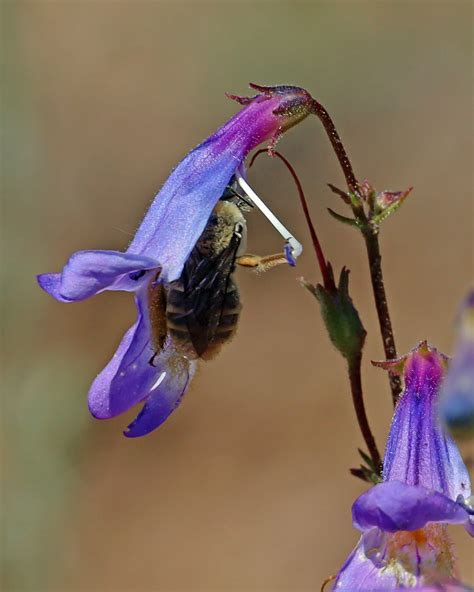 Ground Nesting Bees Colorado Native Plant Society