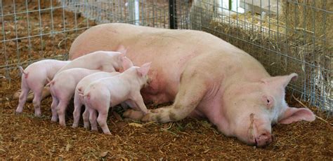 Sow Nursing Her Piglets Pig Feed Sowing Piglets Animals Nursing