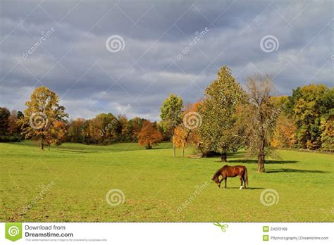 Autumn Pasture Stock Image Image Of Pretty Skies Colors 24233169