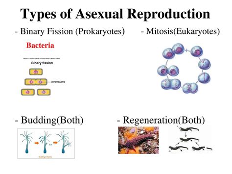 Asexual Reproduction In Animals Types Advantages And Examples