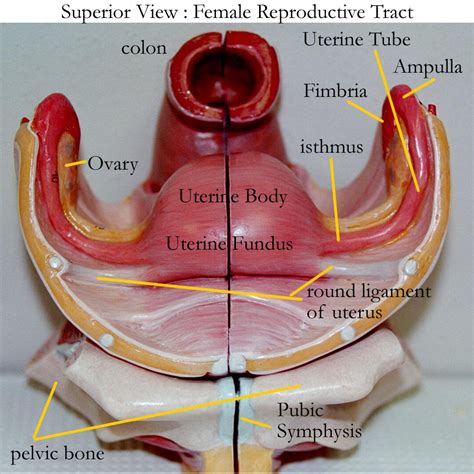 Pin By Daffodilcooper On K Uterus Ovaries Human Anatomy And Physiology