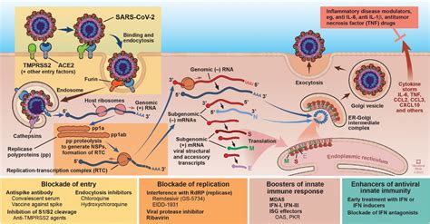 Covid 19 Coronavirus Replication Pathogenesis And Therapeutic