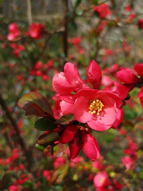 Choose your favorite currant plant from raintree nursery. May 14, 2019. Chaenomeles | Flowering quince, Chaenomeles ...