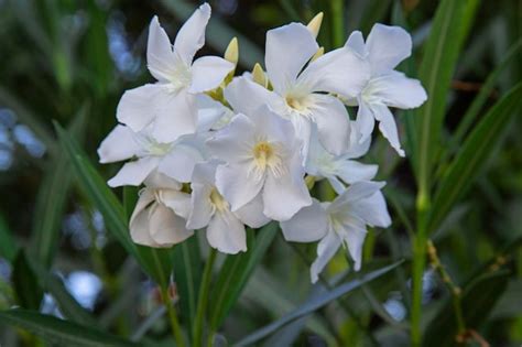 Premium Photo White Oleander Flower Nerium Oleander