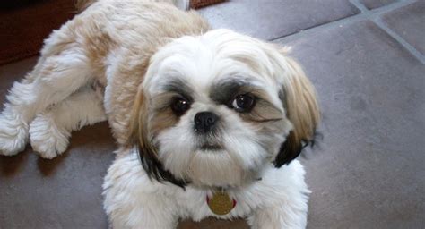 What Is The Average Life Span Of A Shih Tzu