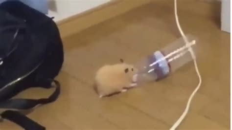 Hamster Bailando Con Una Botella Si Te Ries Dejas Tu Like Youtube