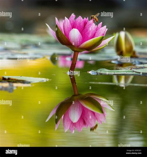 Lily Pad Blooms With Honey Bees Pollinating Stock Photo Alamy
