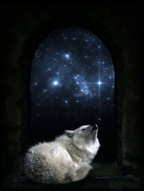 Wolf Art Fantasy Wolf Hybrid Wolf Pictures Beautiful Wolves Wild