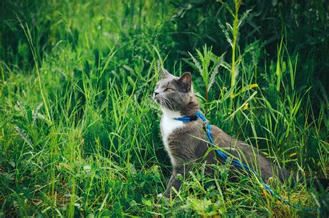 3 Ways To Tap Into Your Cats Wild Side Adventure Cats