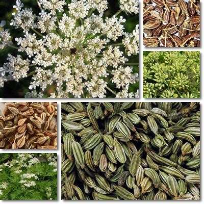 Maybe you would like to learn more about one of these? Properties and Benefits of Anise - NatureWord