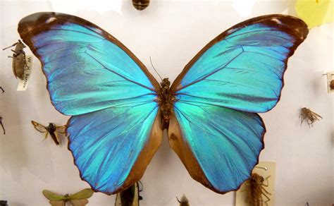 Fileblue Morpho Didius Butterfly