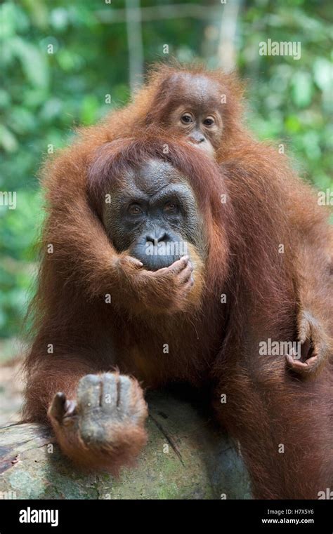 Sumatran Orangutan Pongo Abelii Mother And Playful Two And A Half