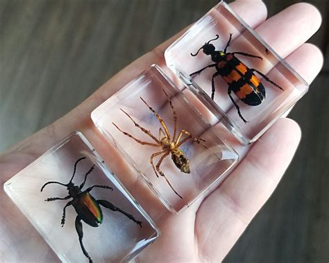 3 Piece Insect In Resin Set Real Insect Collection Spider Beetle