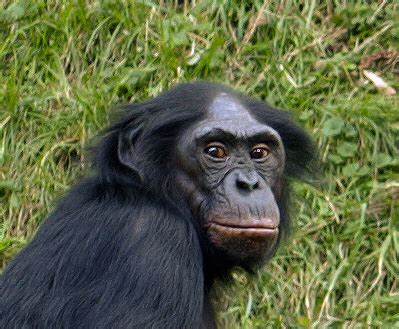 In apenheul läuft über die hälfte der affen frei zwischen den besuchern. Szympans karłowaty - Wikipedia, wolna encyklopedia