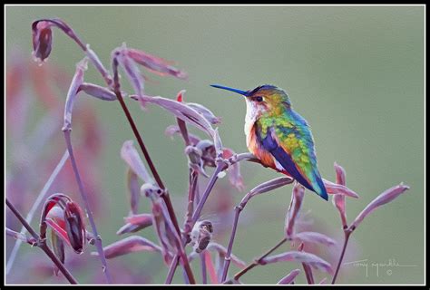 Rufous Hummingbird And Rainbow Rufous Hummingbird Fm Forums