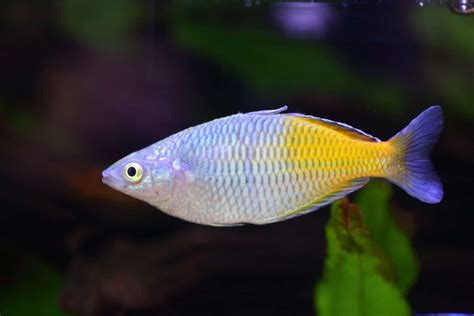 Boesemani Rainbowfish Melanotaenia Boesemani Care Sheet