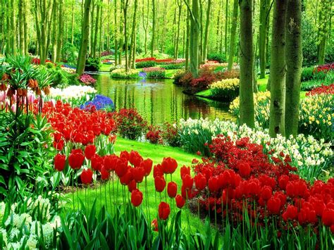 Green Park With Flowers Nature Full Hd Wallpaper Nature