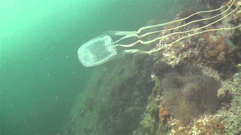Box Jellyfish Cubozoa Sail Rock 29 November 2014 Underwater Video
