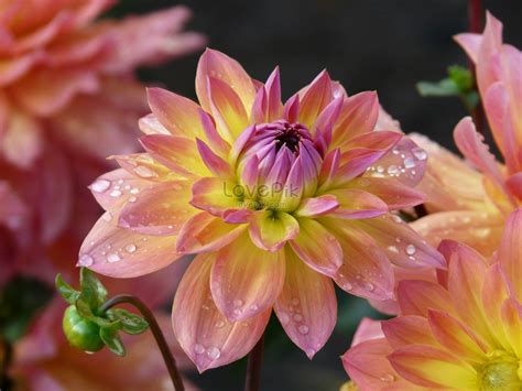 Maybe you would like to learn more about one of these? Menakjubkan 15+ Gambar Bunga Dahlia Dari Atas - Gambar ...