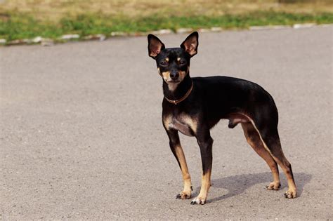 English Toy Terrier A Complete Dog Breed Guide 2020 Pups4sale