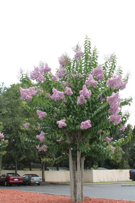 Lagerstroemia /ˌleɪɡərˈstriːmiə/, commonly known as crape myrtle (also spelled crepe myrtle or crêpe myrtle) is a genus of around 50 species of deciduous and evergreen. Buy Crepe Myrtle Trees, For Sale in Orlando, Kissimmee