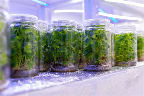 Five Methods Of Micropropagation Plant Cell Technology Your Partner