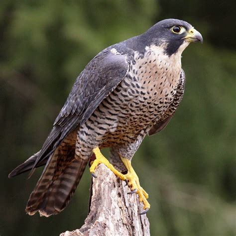 Peregrine Falcon Which Can Be Seen Throughout North America Including