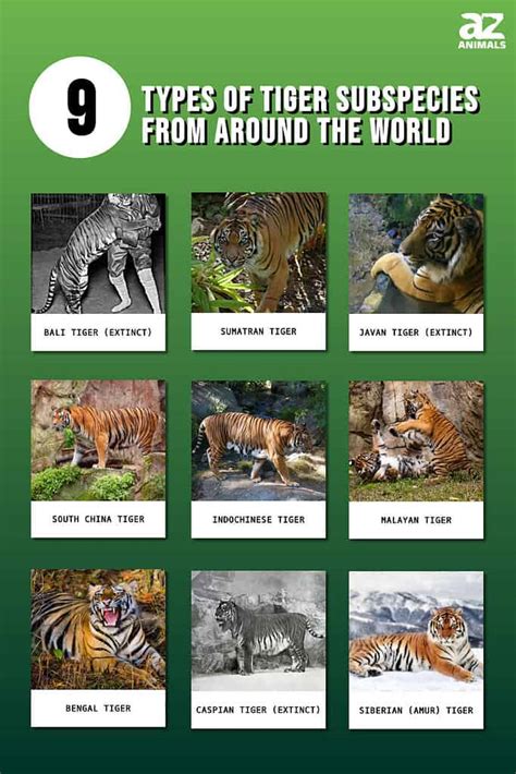 The 9 Types Of Tiger Subspecies From Around The World A Z Animals
