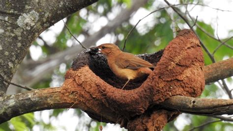 João de barro João de barro Rufous Hornero Nome em Inglês Flickr