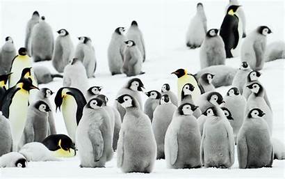 Penguin Penguins Snow Wallpapers Background Backgrounds Resolution