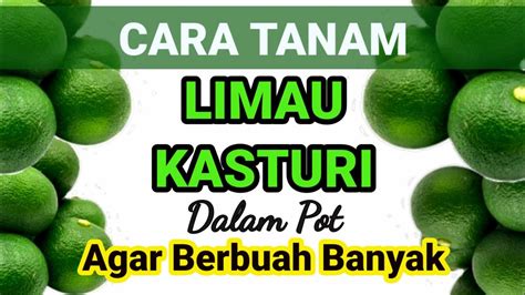 CARA TANAM LIMAU KASTURI Dalam Pot Agar Berbuah Banyak ...