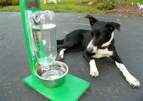 Diy Automatic Pet Water Bowl 21 Home Hacks That Are